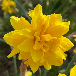 Narcissus (Daffodil) - Dwarf, 'Tete Boucle'. 